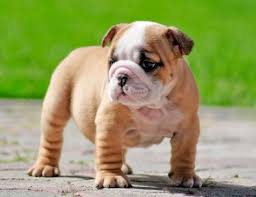 Find local english bulldog puppies for sale and dogs for adoption near you. Miniature English Bulldog Puppy Miniature English Bulldog Miniature Bulldog Bulldog