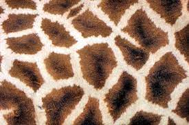 Maybe you would like to learn more about one of these? Giraffe Skin Giraffe Skin Pattern Principle Of Design