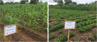 Agriculture has provided materials and direction for many researchers, in turn researchers have discovered vital information about agriculture that have changed the scale and output of agriculture such as the invention of farming technology for mass production, the invention. Bridging The Disciplinary Gap In Conservation Agriculture Research In Malawi A Review Springerlink