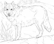 See more ideas about coloring pages, animal coloring pages, adult coloring pages. Wolf Coloring Pages To Print Wolf Printable