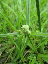 Image result for Kyllinga odorata