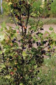 Image result for jostaberry