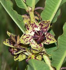 Image result for Pachycarpus concolor