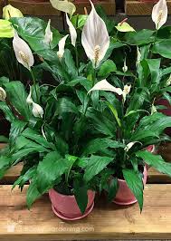 Peace Lily Plant Care Guide How To Grow A Peace Lily Lily Plants Peace Lily Plant Care Peace Lily Plant