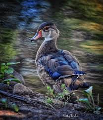 Kathy Tvrdik On Instagram Juvenile Wood Duck Ducks Photography Nature Wildlife Wildbirds Birds Scenery Lake Kansas S Wood Ducks Wild Birds Animals