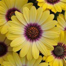 200 African Daisy Flower Mix Seeds Yellow Dimorphotheca Sinuata Flower Seeds Zones 3 10 Biennial Plants Beautiful Flowers Planting Flowers