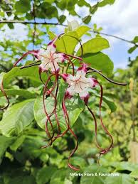 Image result for Strophanthus