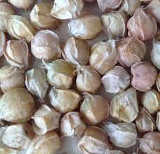 Image result for Physalis pubescens