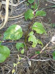 Image result for Basella paniculata