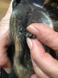Dornartiger Auswuchs Warze Der Hund