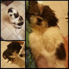 The shih tzu (from mandarin) is a breed of small but very ancient dog type, with long silky fur. Cute Shih Tzu Puppies 9 Weeks Old For Sale In Elizabeth New Jersey Classified Americanlisted Com
