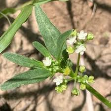 Image result for Gisekia