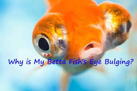 Pin On Betta Facts