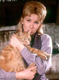 In a fantasy scene set in cat heaven, thomasina is reborn, with no memory of her previous life. The Three Lives Of Thomasina 1964 Rotten Tomatoes