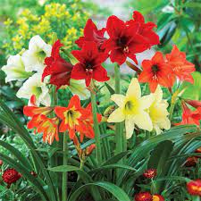 Breck S Hardy Garden Amaryllis Mixed Bulbs 3 Pack 88378 The Home Depot Bulb Flowers Plants Amaryllis Bulbs