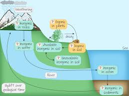 The Phosphorus Cycle Ecosystems Cycle Ecology