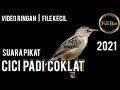 Ciri ciblek padi jantan dan betina perbedaan cici padi janta. Download Suara Pikat Cici Padi Ribut Paling Ampuh Lagu Mp3 Pajen Channel Suara Pikat Burung