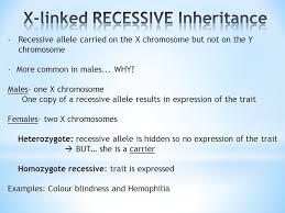 Can a recessive trait be on the y chromosome / hillis2e ch08. Sex Chromosomes Determine Gender Xx Femalexy Male In Humans The X Chromosome Is Much Larger Than The Y Chromosome And Contains Thousands Of More Genes Ppt Download