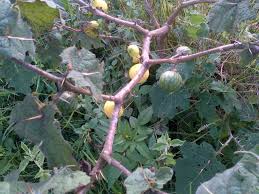 Image result for Solanum macrocarpon