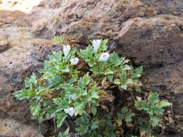 Image result for Stemodiopsis