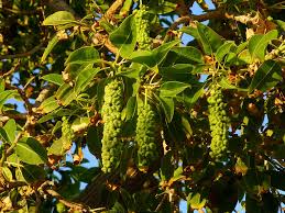 Image result for Phytolacca dioica