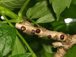 Image result for puklice