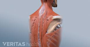 An organ is a collection of tissues that have a specific role to play in the human body. What Causes Upper Left Back Pain