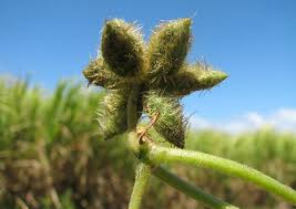 Image result for Sicyos