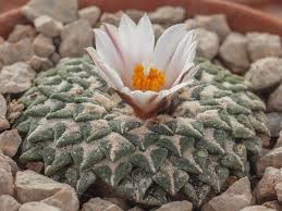 Image result for Kotschya carsonii