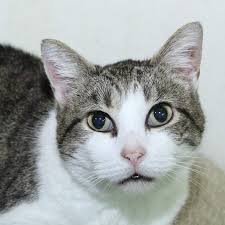 The onyx & breezy foundation provides funding for spay and neuter programs, rescues animals from kill shelters, and much more. Animal Rescue Fund Of Ms Arf Home Facebook