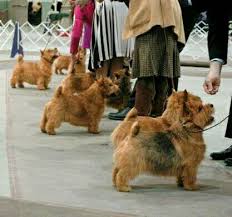 Norwich Terriers In The Show Ring Norfolk Terrier Norwich Terrier Pet Breeds
