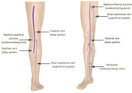 There are around 650 skeletal muscles within the typical human body. Leg Vein Anatomy By Vein Specialist In Los Angeles