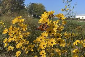 Image result for Helianthus angustifolius