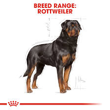 The rottweiler is a robust working breed of great strength descended from the mastiffs of the roman legions. Rottweiler Adult Trocken Royal Canin