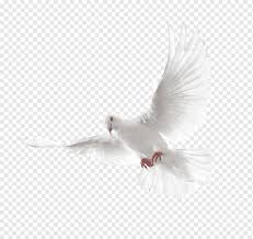 Just to add insane white interrogation light to this dystopian nightmare. Columbidae Holy Spirit Doves As Symbols White Flying Pigeon White Dove Flying Animals World Release Dove Png Pngwing