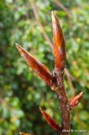 Image result for Fagus sylvatica Cockleshell
