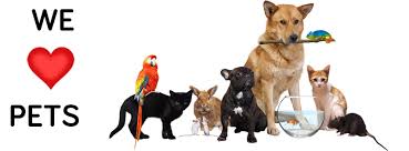 No politics, no cream shirts. We Love Pets Home Facebook