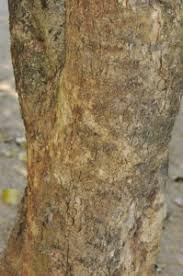 Image result for Cleistanthus polystachyus