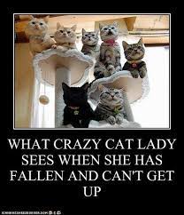 What Crazy Cat Lady Sees When She Has Fallen And Can T Get Up Crazy Cats Cats Crazy Cat Lady