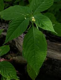 Image result for Impatiens mildbraedii