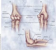 There are many bursae located throughout the body that act as cushions between bones and soft tissues, such as skin. Evaluation Of Elbow Pain In Adults American Family Physician