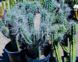 Drought tolerant agave and cactus can add drama to your landscape while still being low maintenance. Desert Tree Plant Nursery Phoenix Desert Foothills Gardens Inc