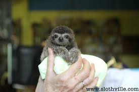 A distinguishing characteristic of the sloth drogo is a 3 year old 2 toed sloth. Baby Sloth Orphanage The Cutest Place On Earth Wired