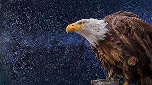 Wij plaatsen en verankeren het beeld op een betontegel. Zeearenden Adler Raptor Vogel Zeearend Verenigde Staten Van Amerika Roofvogel Zeearend Met Witte Staart Wilde Vogel Natuur Dier Pikist