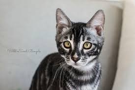 Search for maine coon rescue cats for adoption near minneapolis, minnesota. Charcoal Bengal Cats Kittens For Sale Wild Sweet Bengals