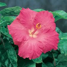 Plus, artificial flowers are extremely low maintenance, require no watering and are great for those with allergies. Hibiscus Celia