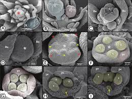 Image result for Galium scabrellum