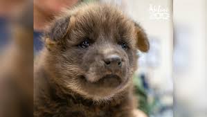Image result for wolf cub