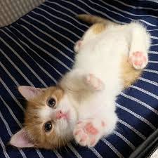 Karena tingkah laku kucing yang menggemaskan. Halaman Download Foto Anak Kucing Ini Tular Kerana Posisi Tidurnya Yang Comel