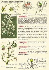 Nath Choses P48 Lecon De Choses Ecosysteme Education